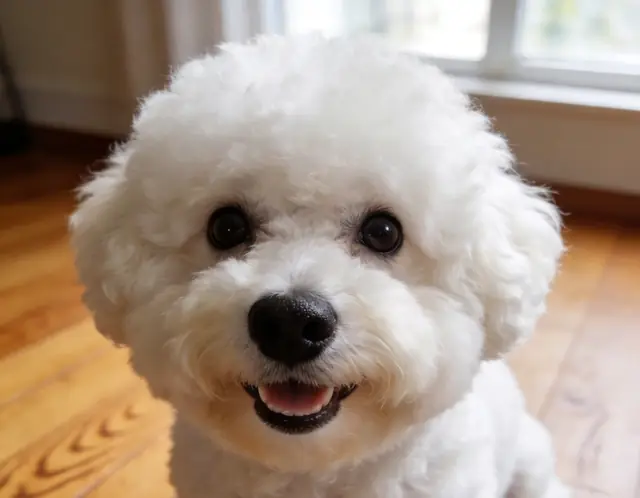 Bichon Frise source photo