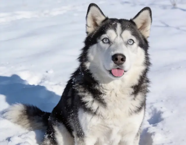 Original Husky photo